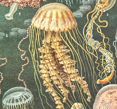 Alte chromolithographie - alte,