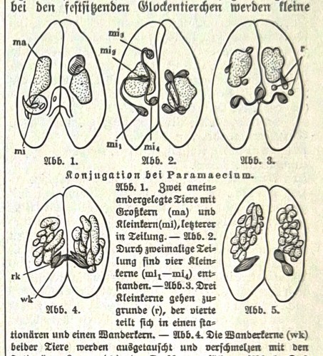 Alte lithografie konjugation - alte, lithografie,konjugation