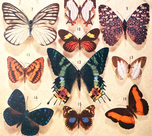 Alte chromolithographie - alte,