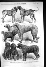 Alte 1863 Internationale