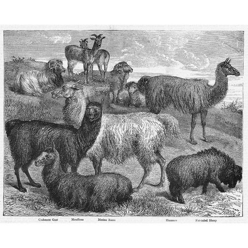 London wool bearing animals - animals, at