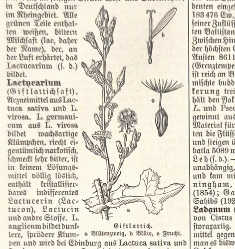 Alte lithografie - alte,